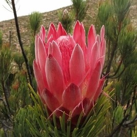 Protea Aristata