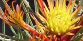 Grevillea & Others (Grevillea, Banksia, Phylica, Serruria )