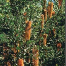 Banksia Giant Candles – lovely plants!
