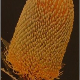 Banksia Speciosa – lovely healthy plants! Creamy-green flowers good for cut flower.