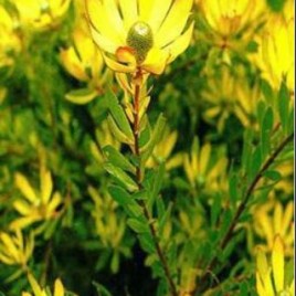 Leucadendron Bells Sunrise