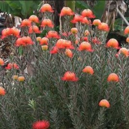 Leucospermum Blanche Ito