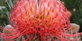 Leucospermum