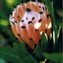 Protea Candy Floss