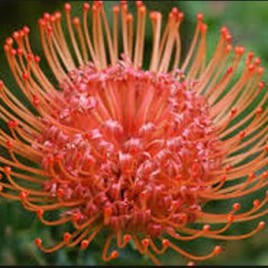 Leucospermum Caroline