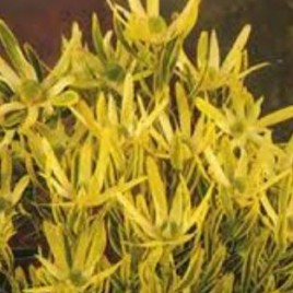 Leucadendron Corringle Gold