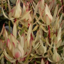 Leucadendron Cream Delight