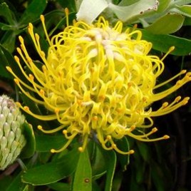 Leucospermum cunieforme Golden Glow