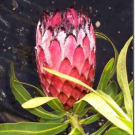 Protea m. Fiery Sunset