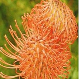 Leucospermum Firefly (Lovely smaller bush – deep red flowers)