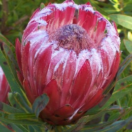 Protea Frosted Fire