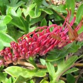 Grevillea Gaudi Chaudi – Ground cover – lovely healthy plants!