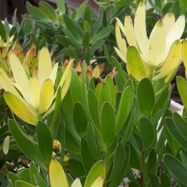 Leucadendron Golden Tulip