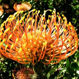 Leucospermum c.Harry Chittick