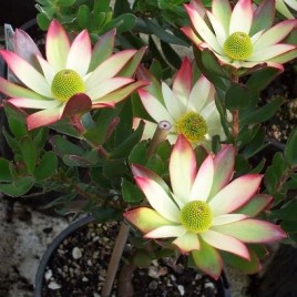 Leucadendron Harvest