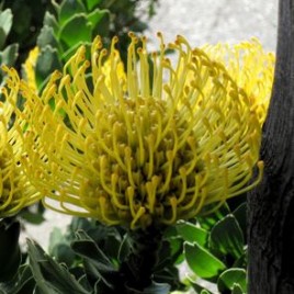 Leucospermum High Gold