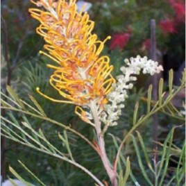 Banksia Coccinea - Protea Patch