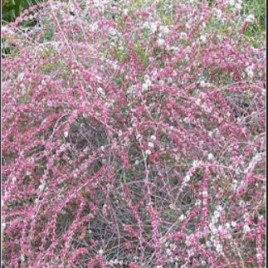 Hypocalymma Robustum