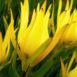 Leucadendron Inca Gold 1.5litre