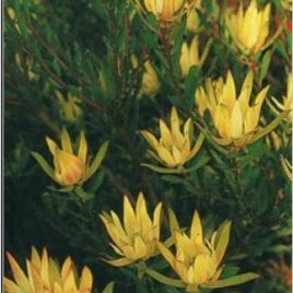 Leucadendron Julie