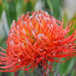 Leucospermum Lanii