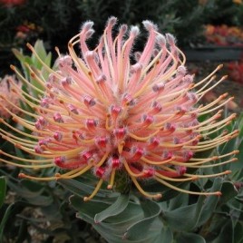 Leucospermum Maui Magic – very popular!