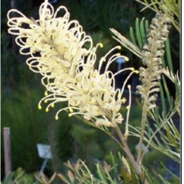 Grevillea Royal Mantle - Protea Patch