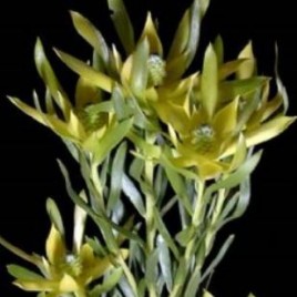 Leucadendron Floridum Pisa