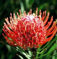 Leucospermum Preciosa – Red flowers!