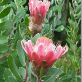 Protea Punctata