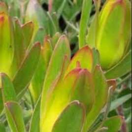 Leucadendron L. Rewa Gold – floral work!