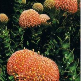 Leucospermum c.Riverlea