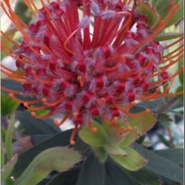 Leucospermum Scarlet Ribbons – bush can be covered in flowers!