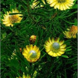 Protea Scolymocephala – prolific small yellow protea flowers!