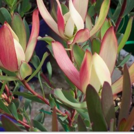 Leucadendron Senorita