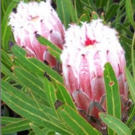 Protea nerifolia Snowcrest