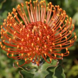 Leucospermum Sunrise