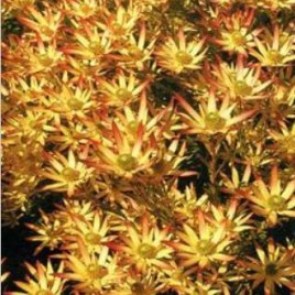 Leucadendron Super Star