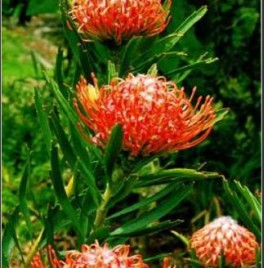 Leucospermum Tango