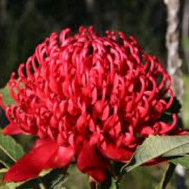 Telopea Dawn Fire (Waratah) 1.5litre