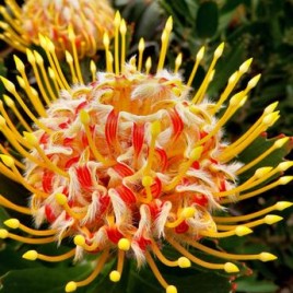 Leucospermum Veldfire