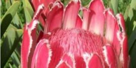 Protea and Telopea (Waratah)