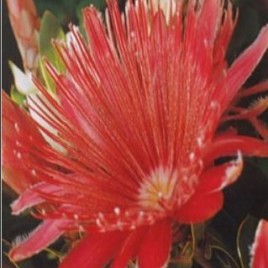 Protea aurea Goodwood Red (rare)