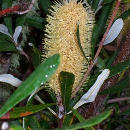 Banksia Integrifolia (Coastal Banksia)