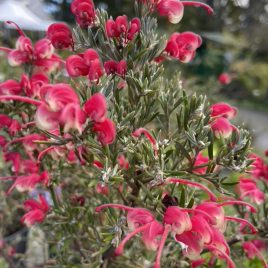 Grevillea Red Cloud – grey green foliage, red/ pink flowers!