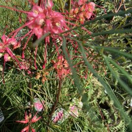 Grevillea Elegance