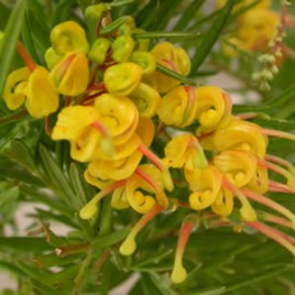 Grevillea Lemon Daze PVR