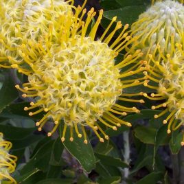 Leucospermum High Gold 3.3litre pot (Stunning larger size than we usually sell)