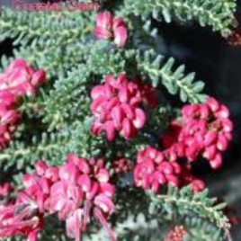 Grevillea L. Mt Tamboritha-  – Lovely healthy plants