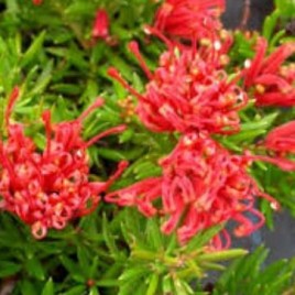 Grevillea New Blood PVR3054 – flower most of the year